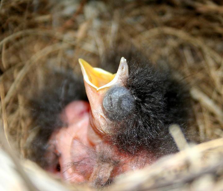 frieda 097.jpg - Mooi van lelikgeid